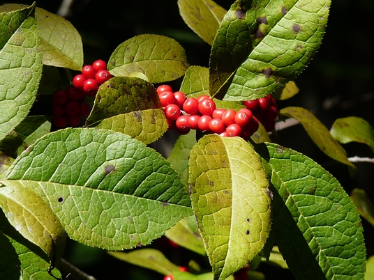 {Ilex verticillata}